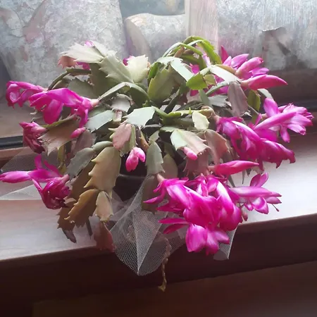 Hotell за гости - семейна ивел Bansko