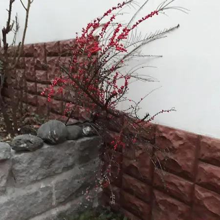 за гости - семейна ивел