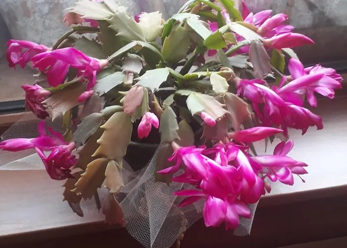 Хотел за гости - семейна ивел Банско